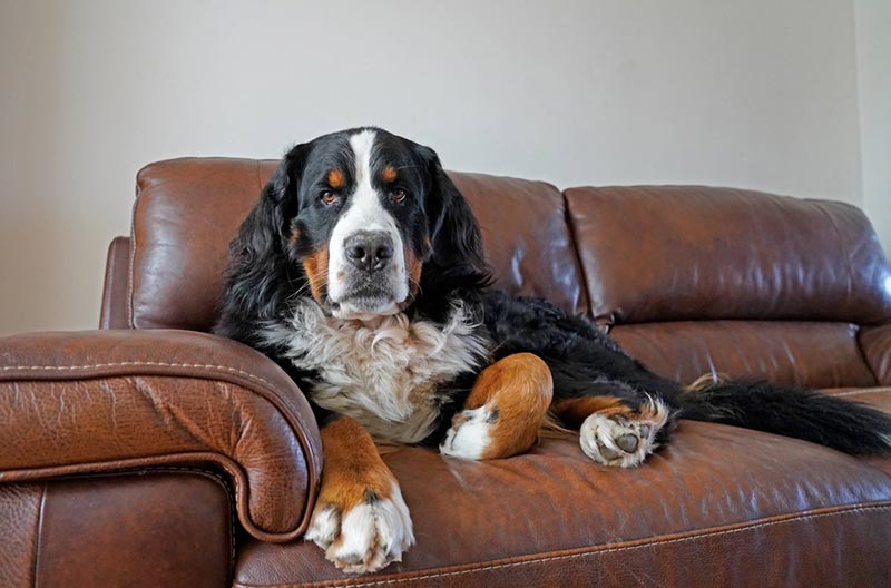 bernese mountain dog on the brown couch