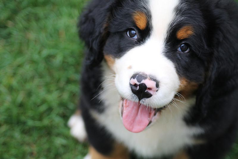 bernese mountain dog puppy sitting outdoor