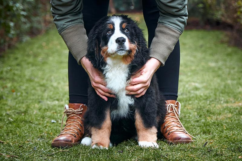 chó con chó núi bernese với chủ ngoài trời