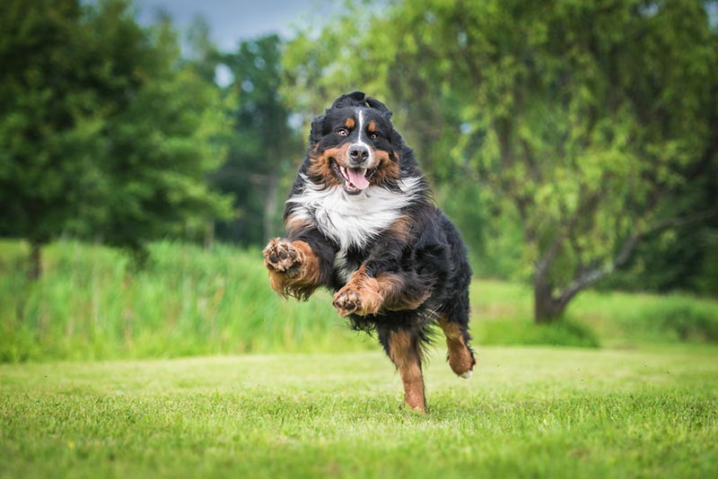 bernese mountain dog running in the yard