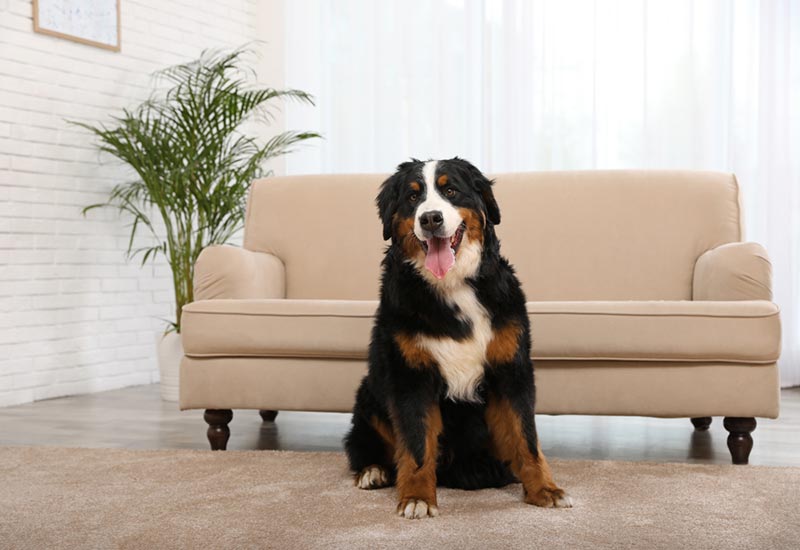 bernese mountain dog sitting on carpet in living room