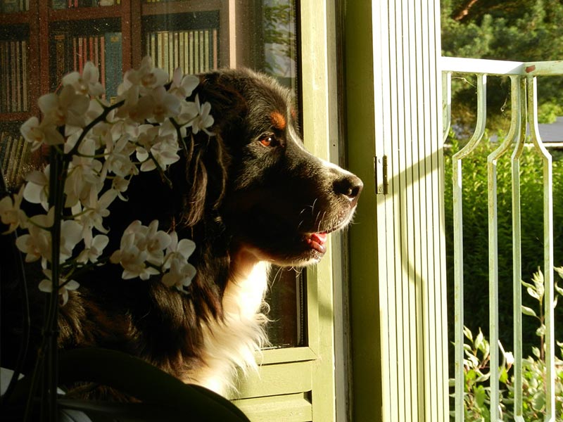 bernese mountain dog watching outside from behind a gate