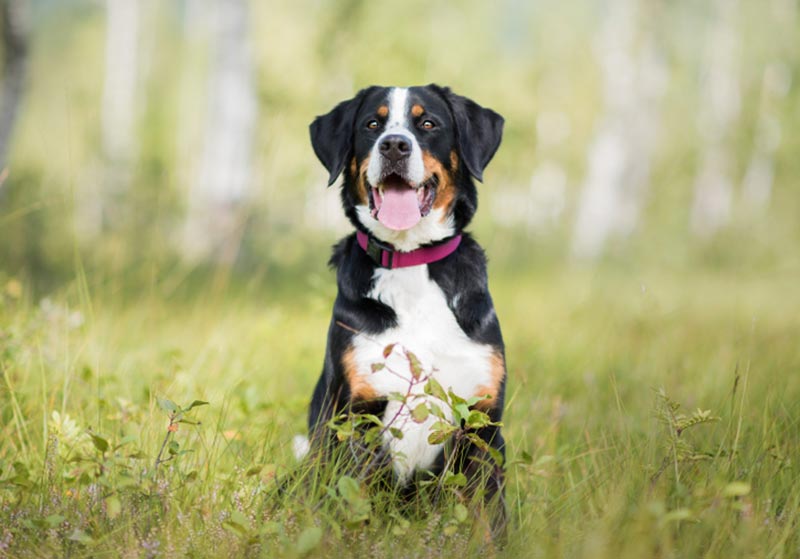 bernese mountain dog with collar sitting on long grass