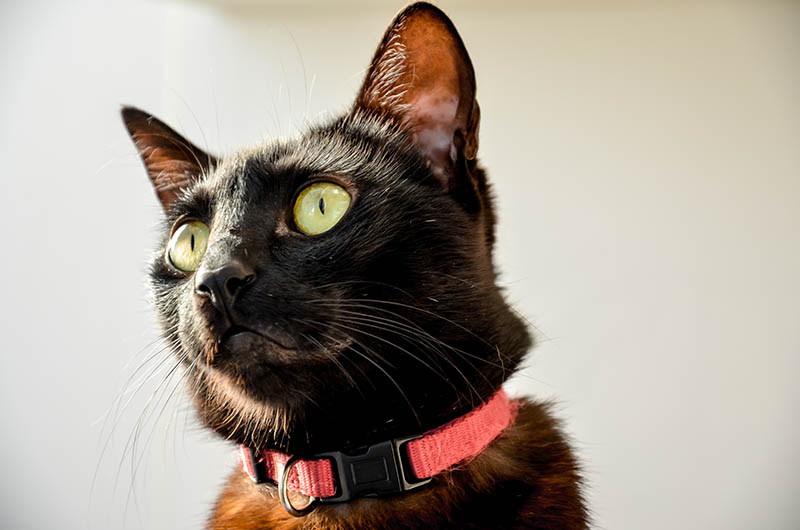 black cat wearing breakaway collar