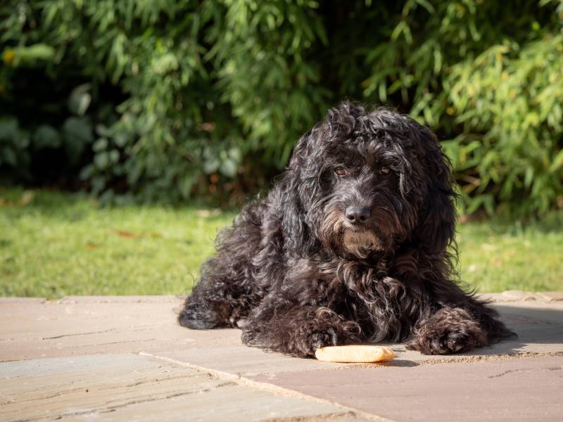 black cockapoo dog lying down in a garden on a sunny morning