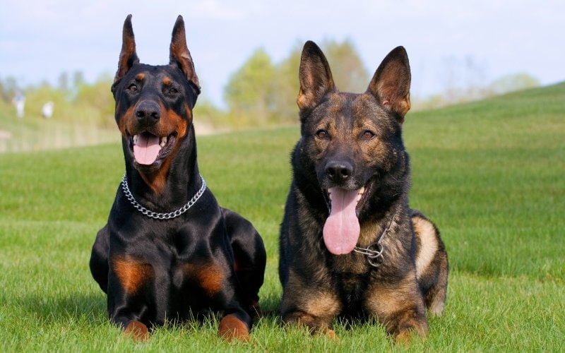 black doberman and german sheepdog beside each other on the grass