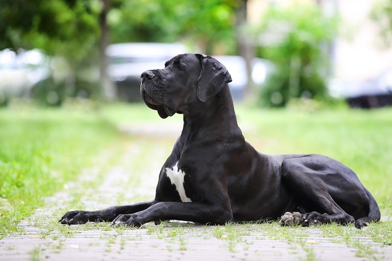 black great dane dog lying outdoor