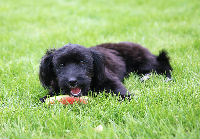 Maltipoo đen ăn dưa hấu