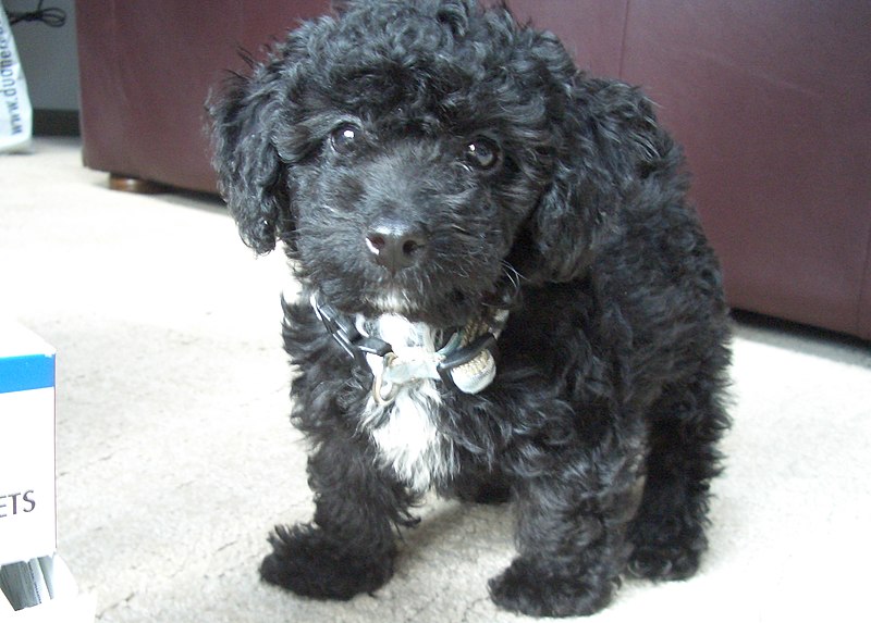 black maltipoo puppy