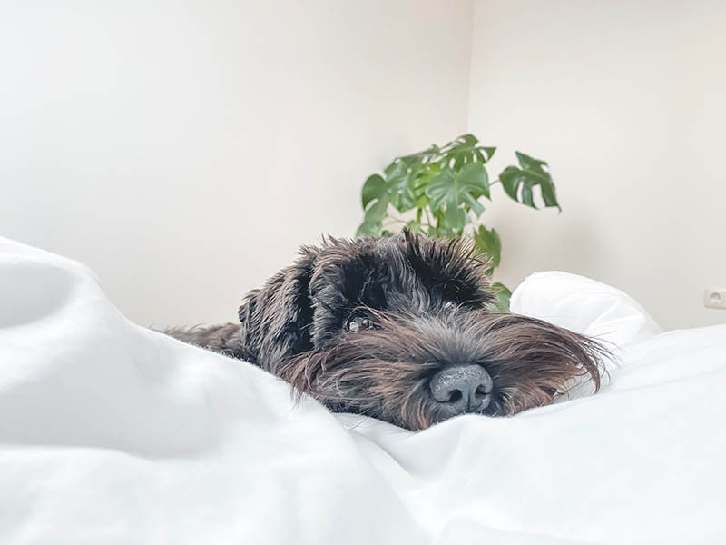 black miniature schnauzer in bed