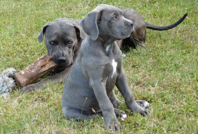 blue cane corso dogs on grass