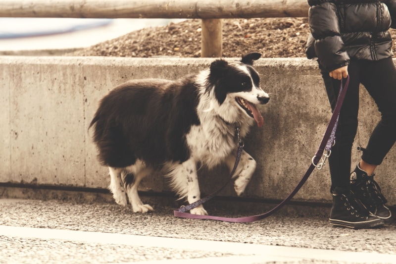 boarder collie dog walking with his owner