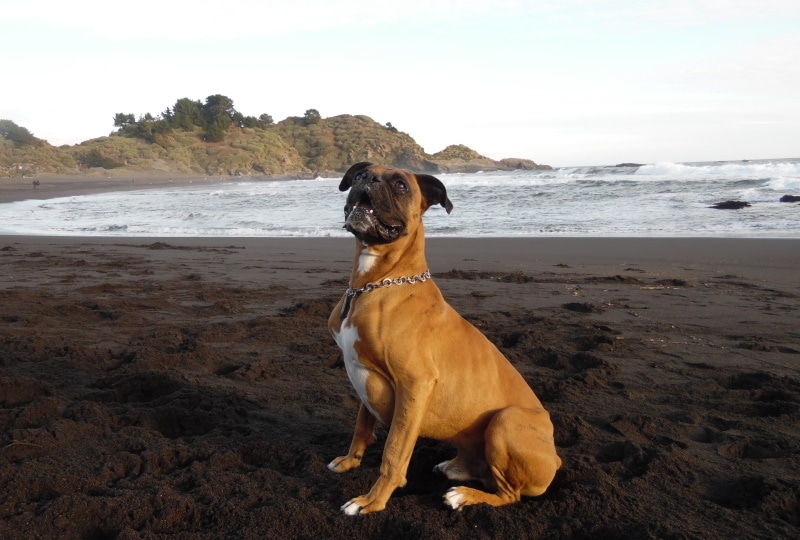 boxer dog in the beach
