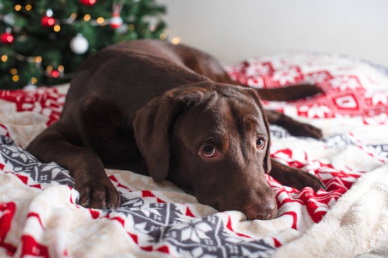 brown labrador dog posing on a bed near a christmas tree