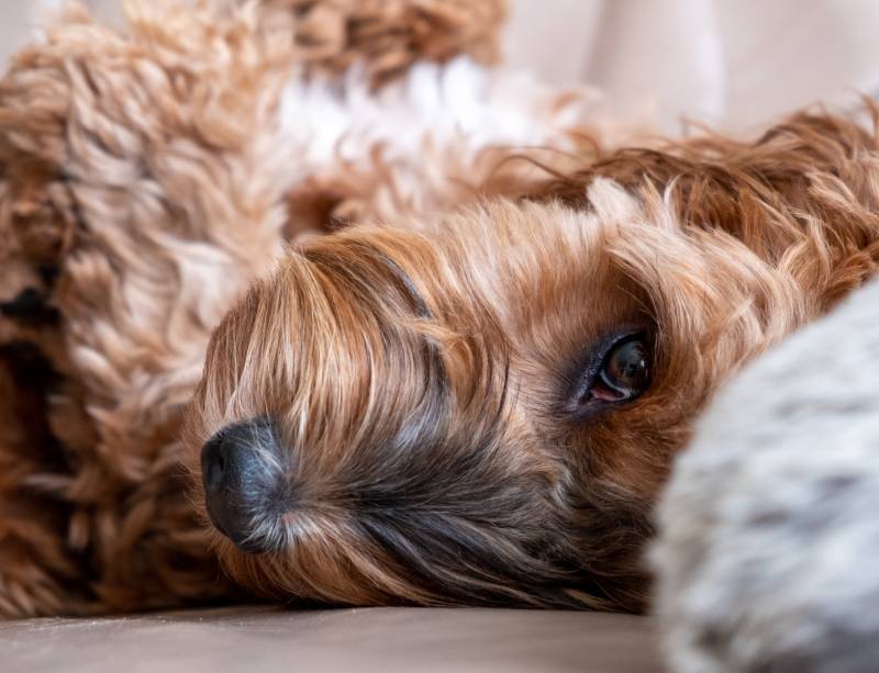 brown sable cockapoo lying on the sofa looking relaxed and content