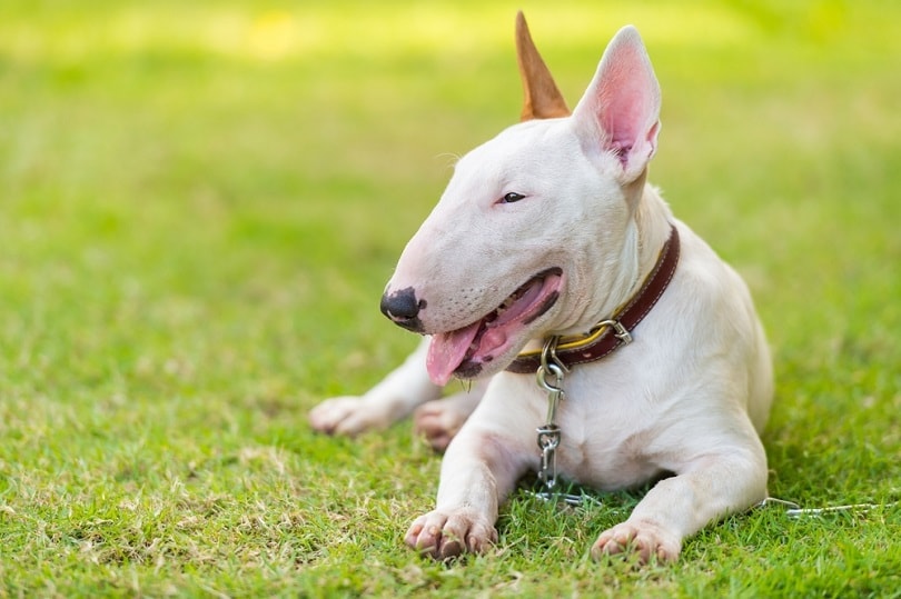 bull terrier on green field