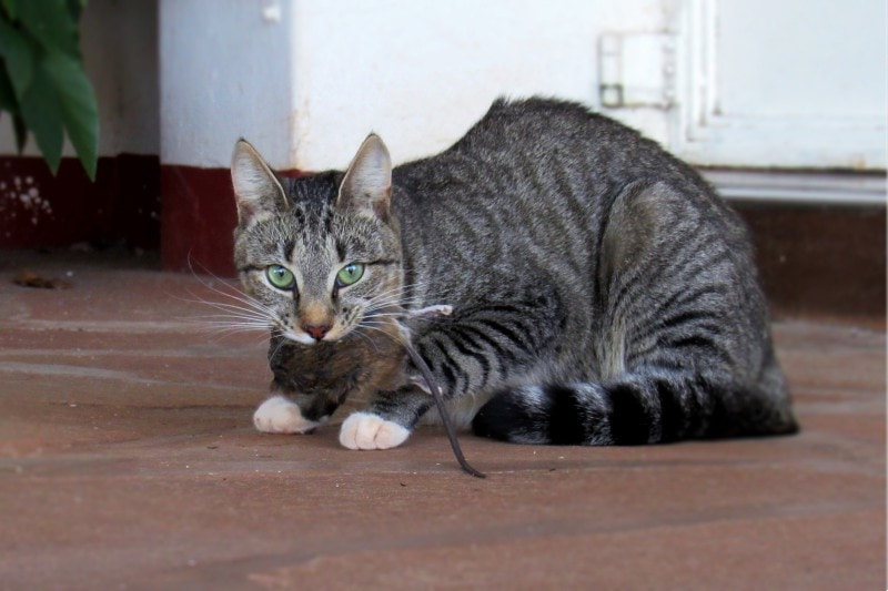 cat biting a rat