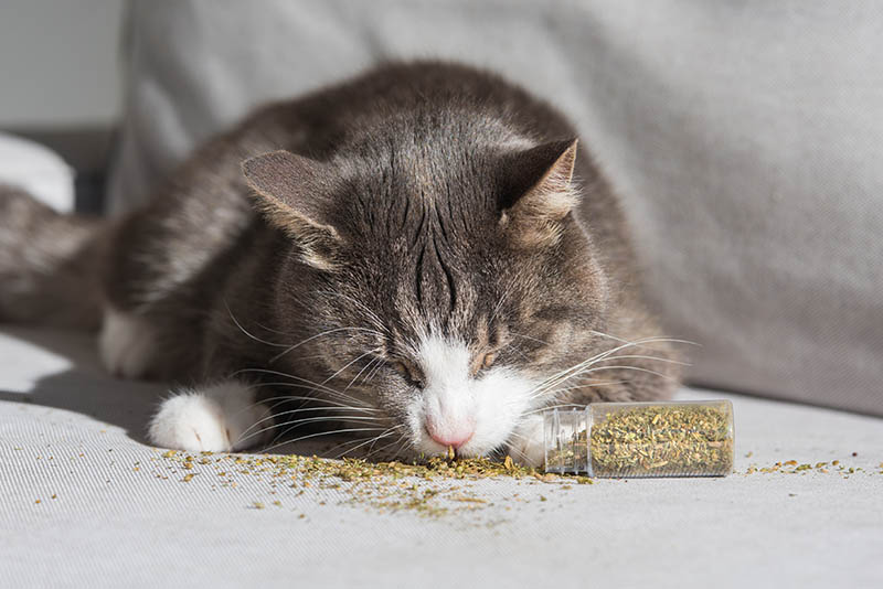 cat enjoying dried catnip