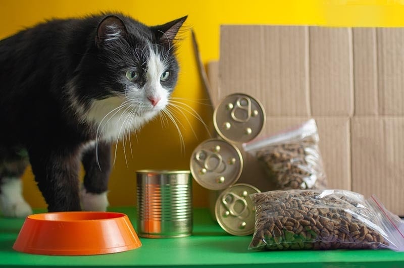 cat-food-delivery_Alena-Menshikova_Shutterstock