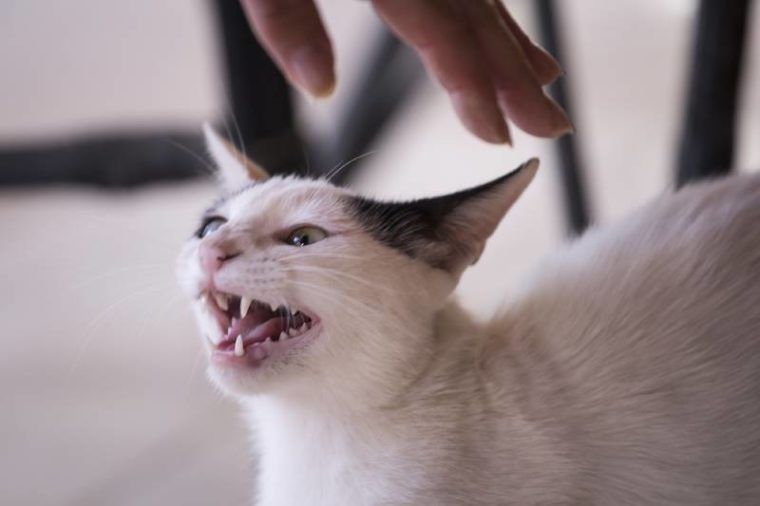 Why is My Cat Hissing at Me Suddenly? 5 Reasons to Explain This