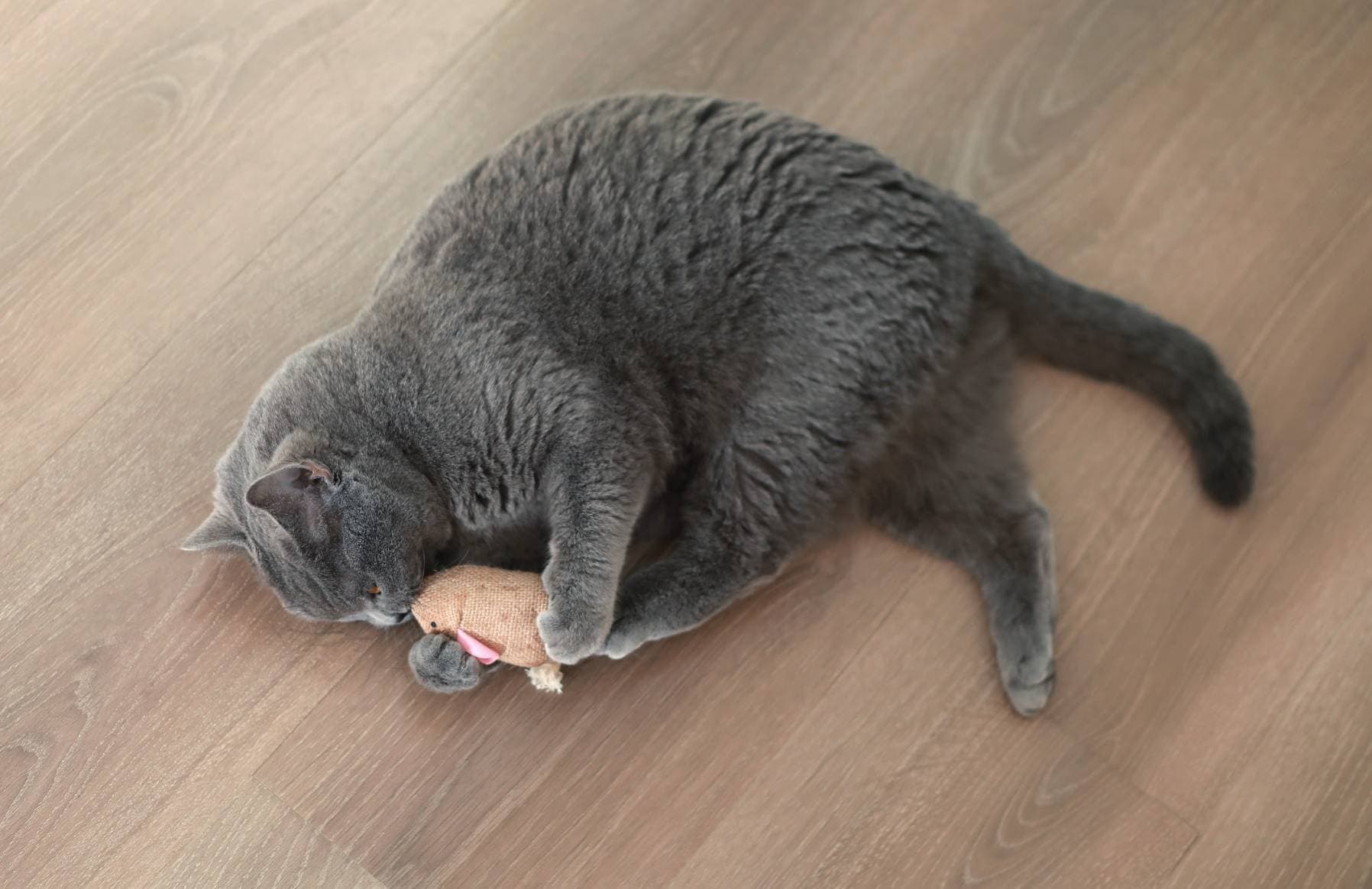 cat playing with Hepper toy