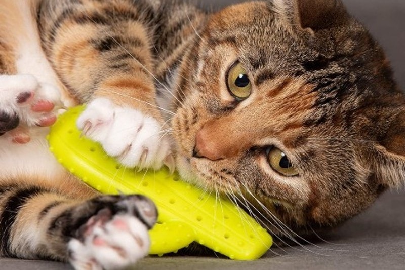 cat playing with a Pet Craft Supply Cactus Chew Toy