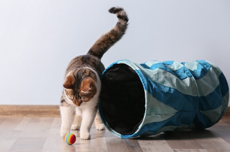 con mèo chơi với một quả bóng và một đường hầm ở nhà