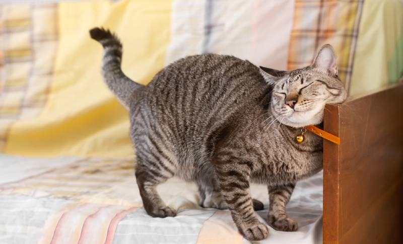 cat rubbing against the sofa to show territory