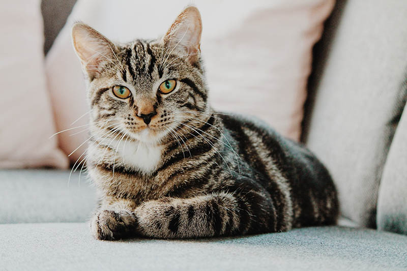 cat sitting alone in the couch