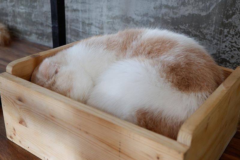 mèo ngủ trong khay vệ sinh