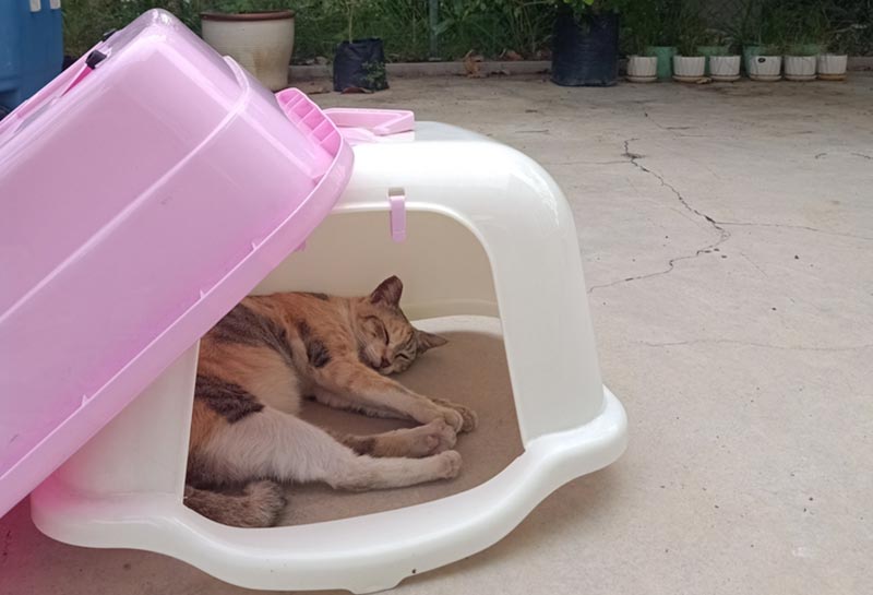 mèo ngủ trong hộp vệ sinh