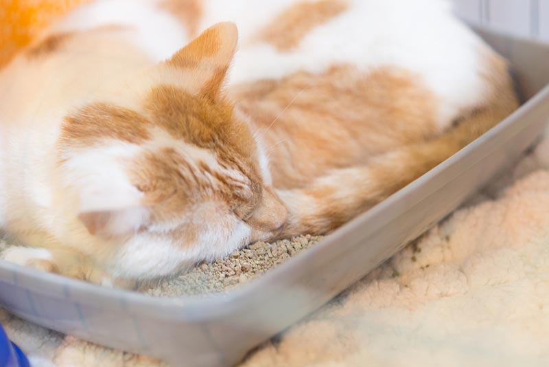 cat sleeping on a litter box