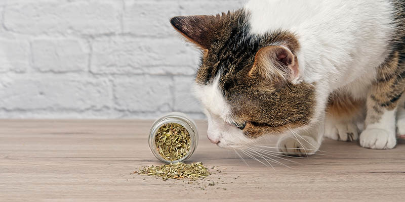 cat sniffing catnip