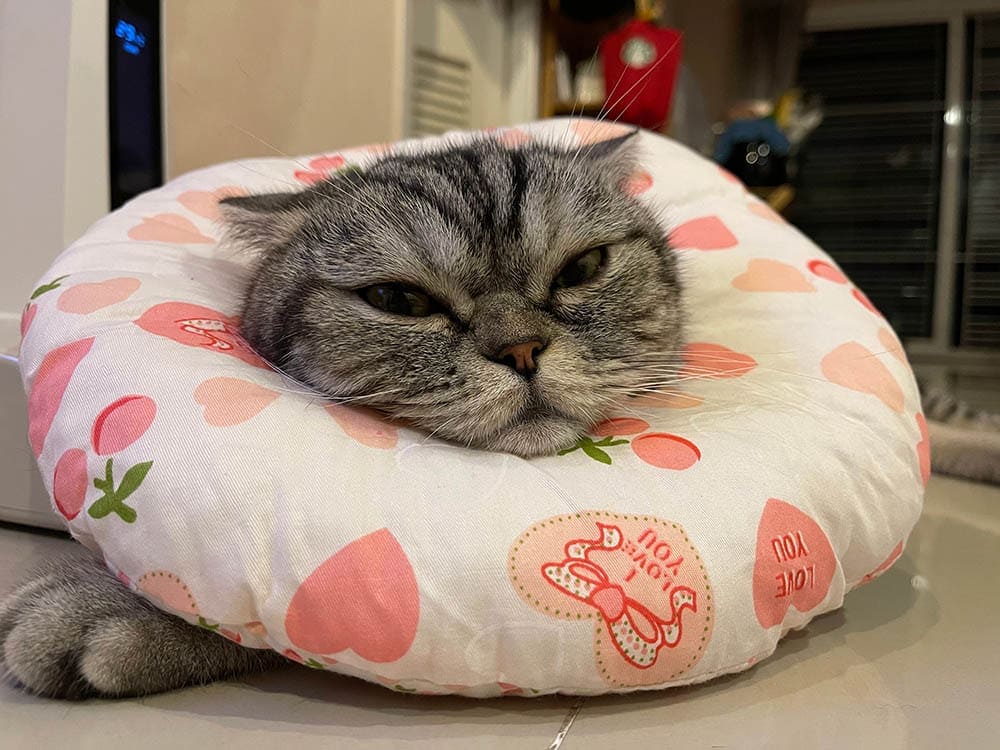 mèo đeo cổ áo gối