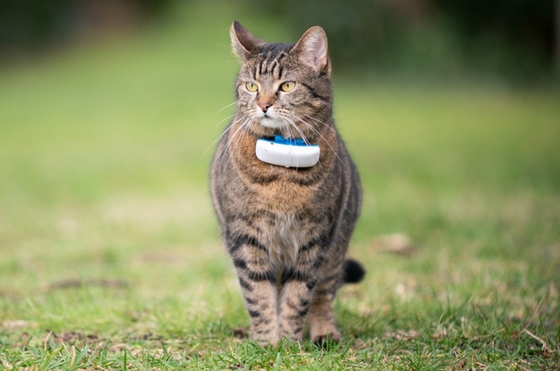 cat wearing gps collar