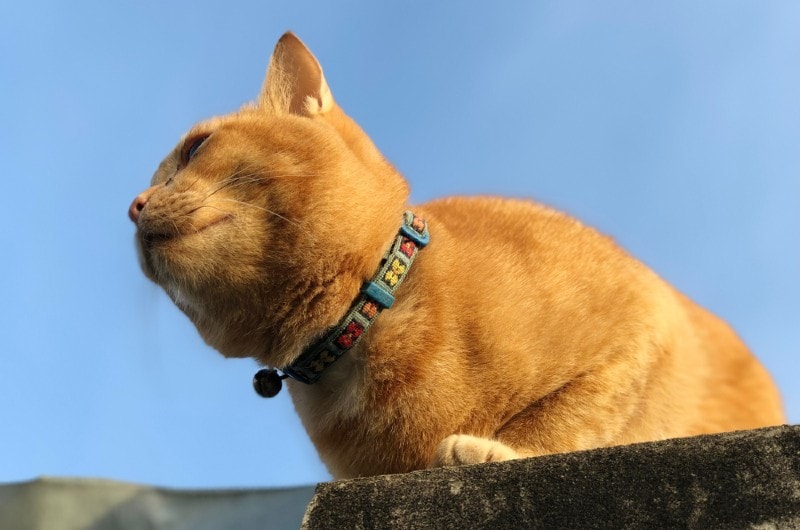 cat with colorful elastic collar