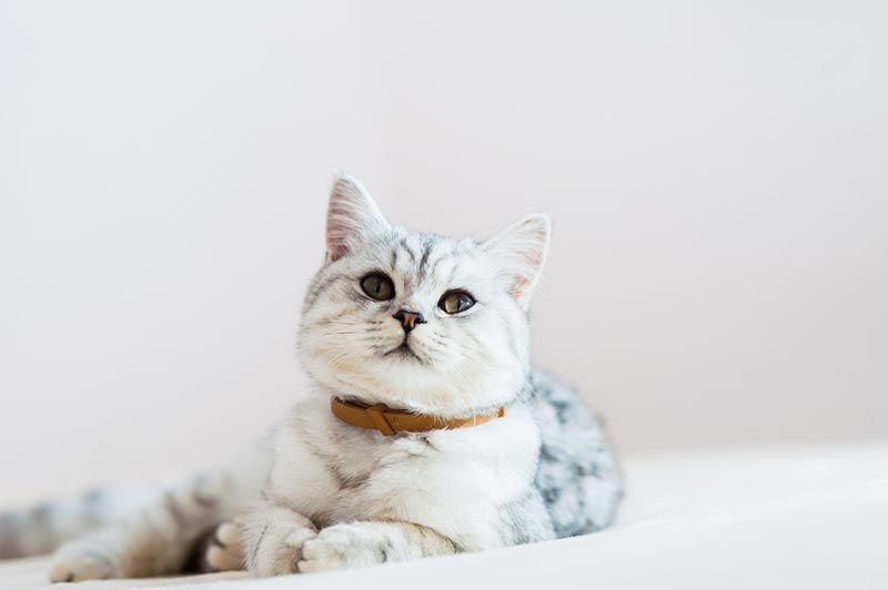 cat with flea collar lying on the bed