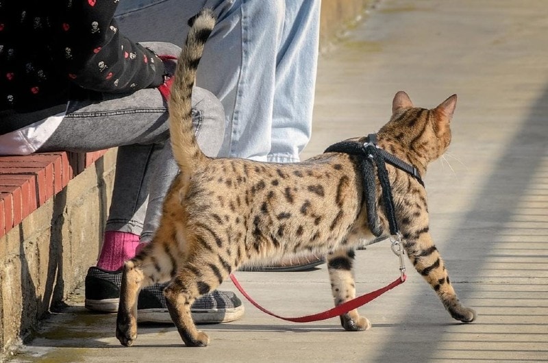 mèo cheetoh trên dây xích