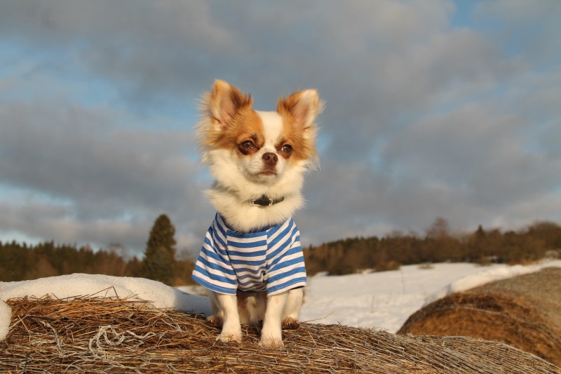 chihuahua dog sitting outdoor