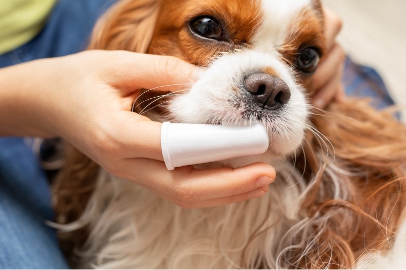 cleaning of teeth Cute dog Cavalier King Charles Spaniel