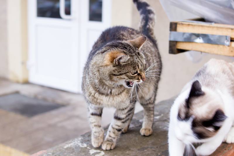 When Will My Cat Stop Hissing At My New Kitten? Vet Approved Facts