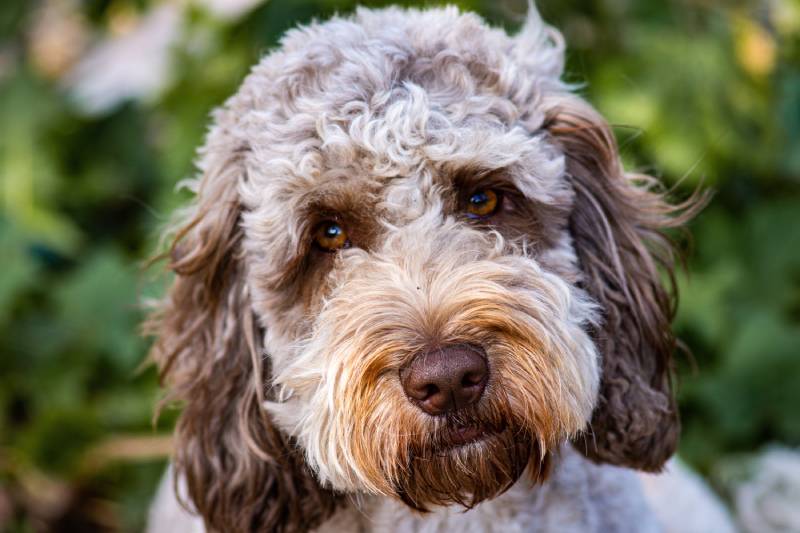 close up image of roan cockapoo dog