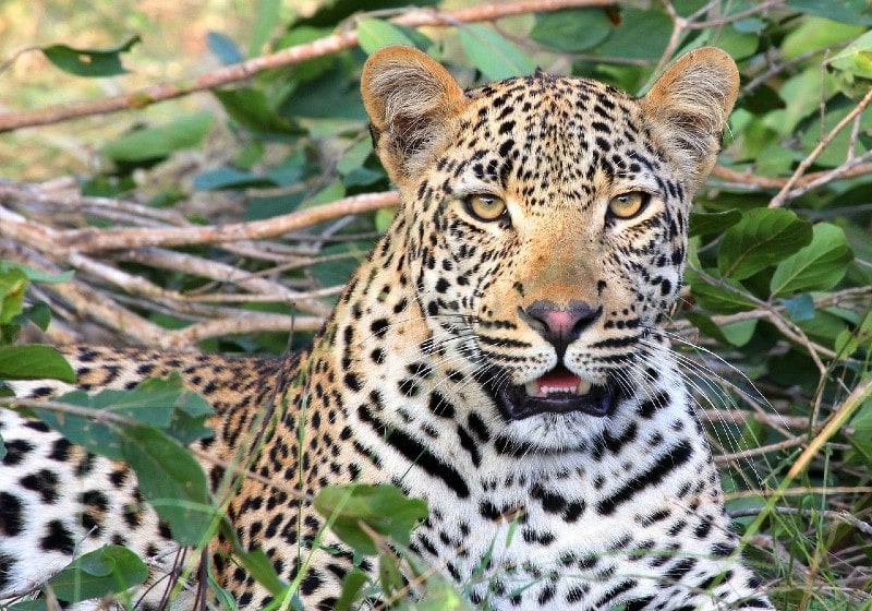 close up of a leopard in the woods