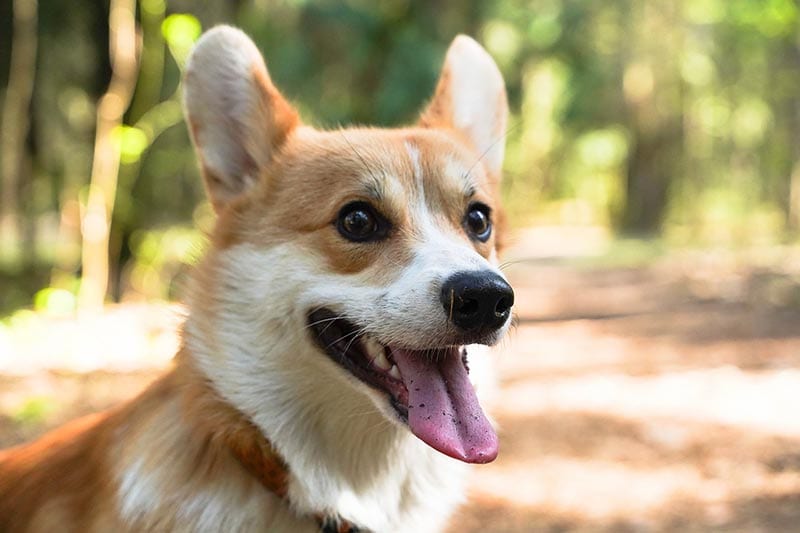 close up of a pembroke welsh corgi dog