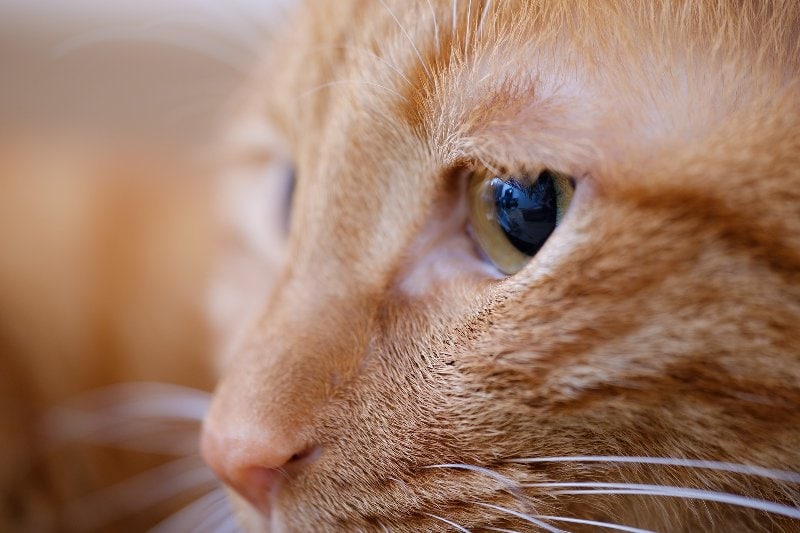cận cảnh ảnh mắt mèo màu cam