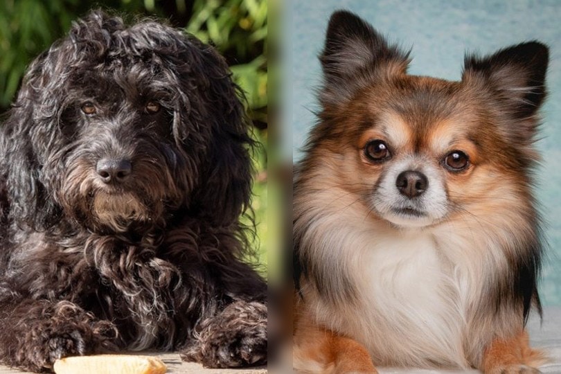 cockapoo and chihuahua face