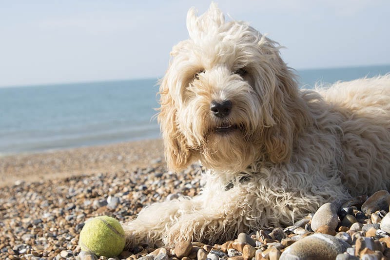 cockapoo at the beach