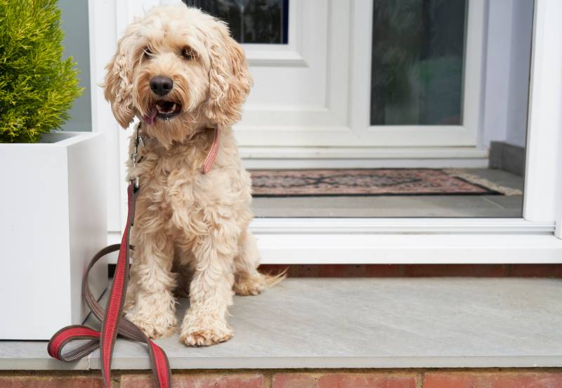 cockapoo dog sitting in door porch waiting to be taken for walk