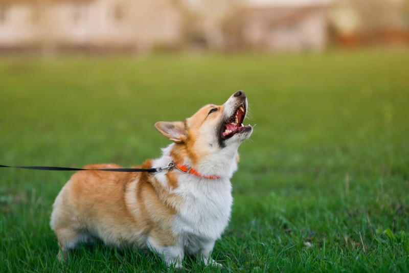 corgi dog barking