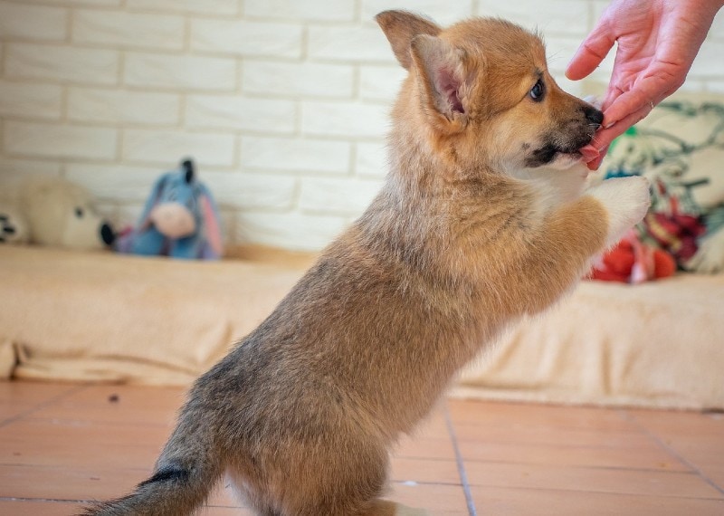 corgi puppy licking owner's hand